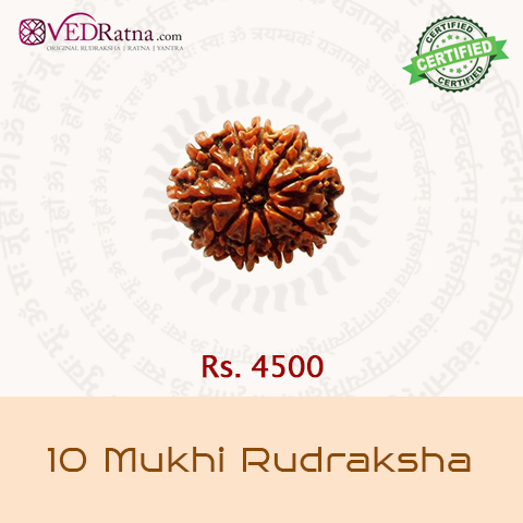 10  mukhi rudraksha